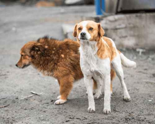 mobile-banner-cane-nudt2627-min