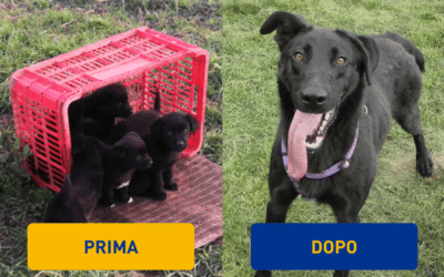 Adozioni in crescita: nel 2025, 135 cani hanno trovato una famiglia