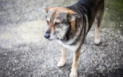 In viaggio con attenzione: i nostri consigli per aiutare davvero gli animali in difficoltà