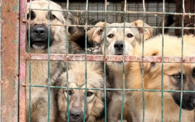 Emergenza canile pubblico di costanza, 13 cani portati a Impronte di Gioia