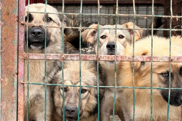 Emergenza canile pubblico di costanza, 13 cani portati a Impronte di Gioia