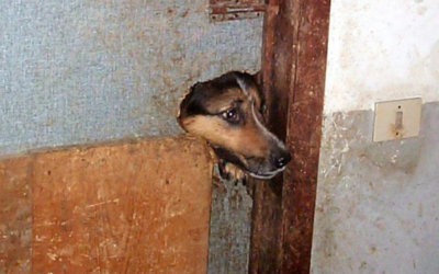 Manuale pratico sugli accumulatori di animali, una pubblicazione indispensabile