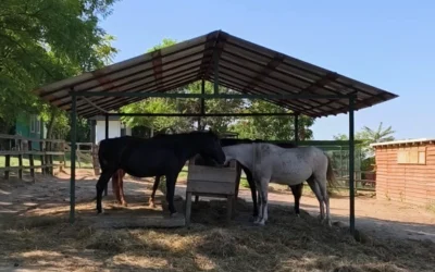 Aggiornamento dal Santuario degli Equidi di Impronte di Gioia