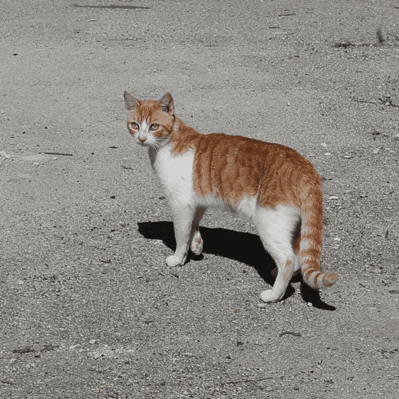 Gatto-dal-Sud-Italia-min