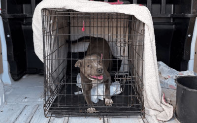 Salvata Lou, giovane incrocio di pit bull