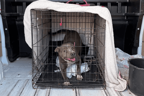 Salvata Lou, giovane incrocio di pit bull